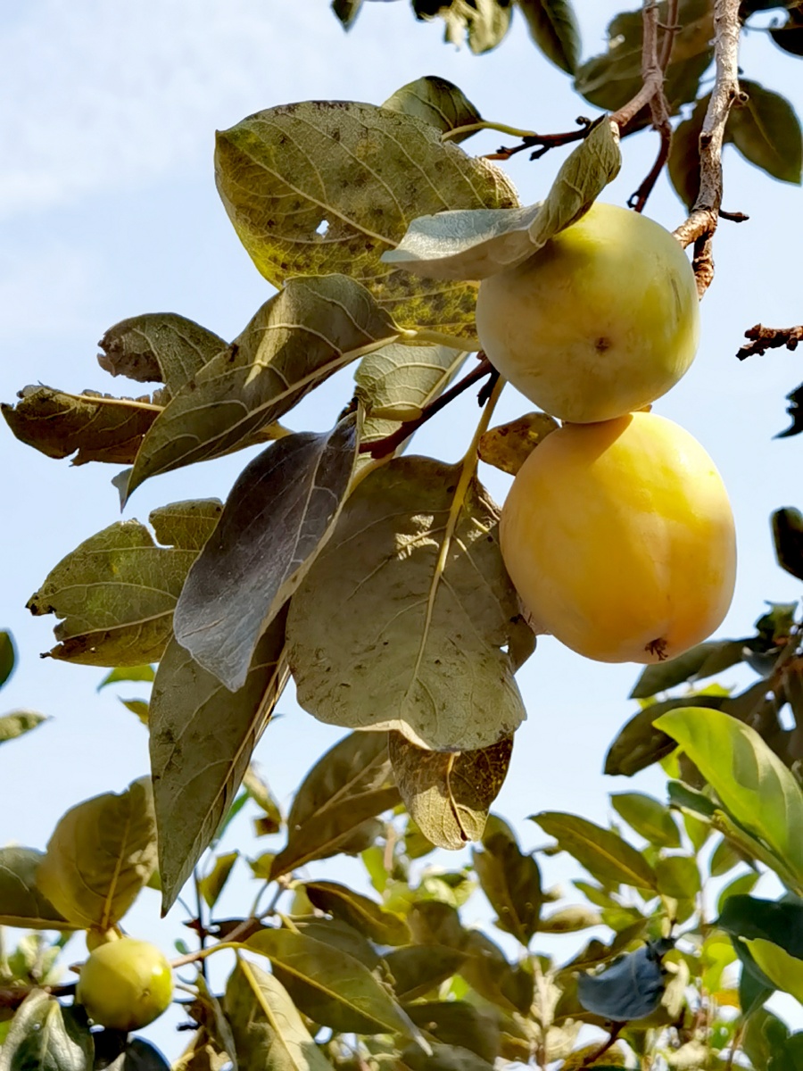 柿子树秋天的果实