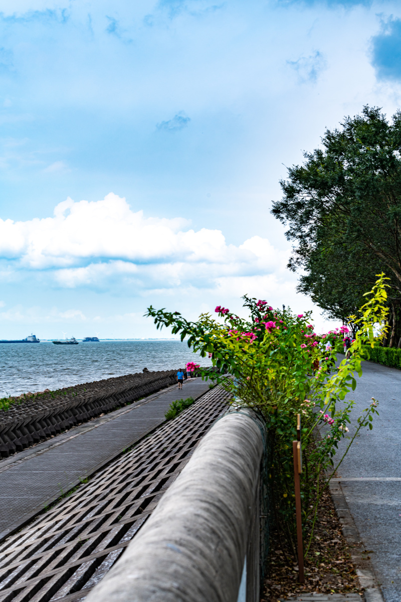 上海浦东高桥上海滨江森林公园黄浦江长江交汇处景观