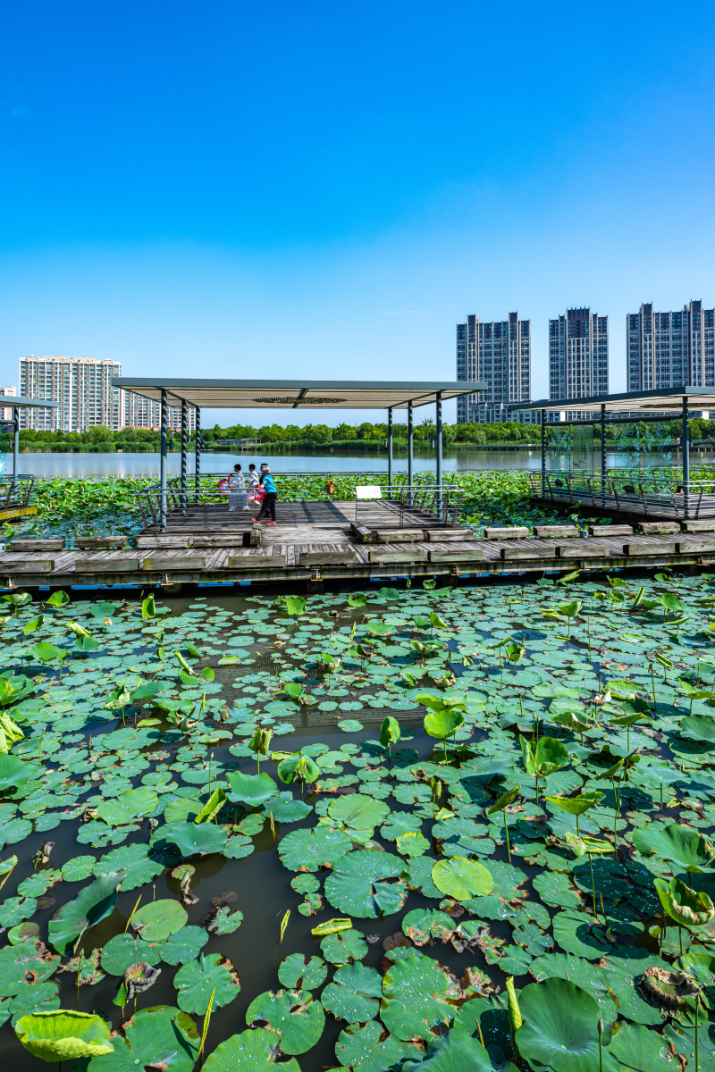 上海嘉定南翔陈翔留云湖湿地公园景观