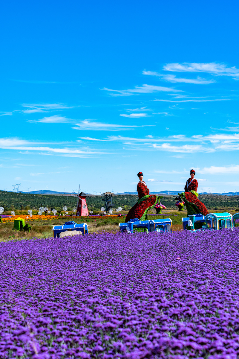内蒙古多伦湖花海景点