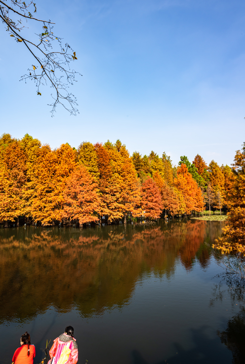南京燕雀湖水杉景观
