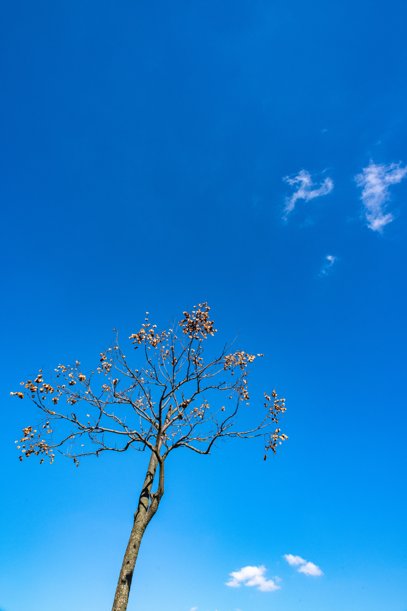 冬天里蓝天白云下的一棵树