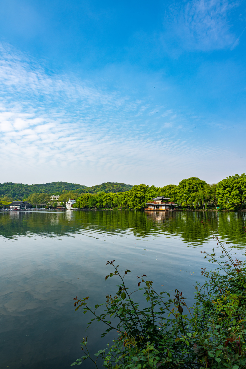 浙江杭州西湖曲院风荷春色