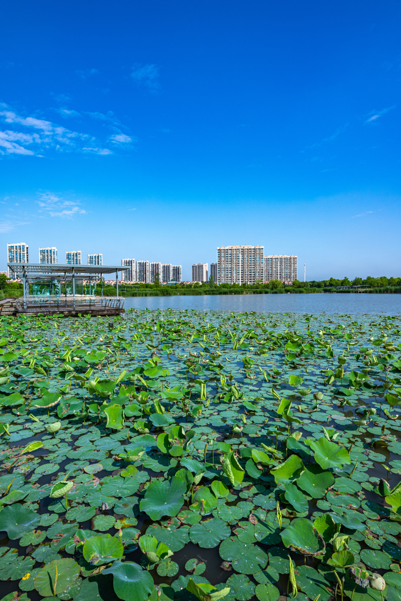上海嘉定南翔陈翔留云湖湿地公园景观