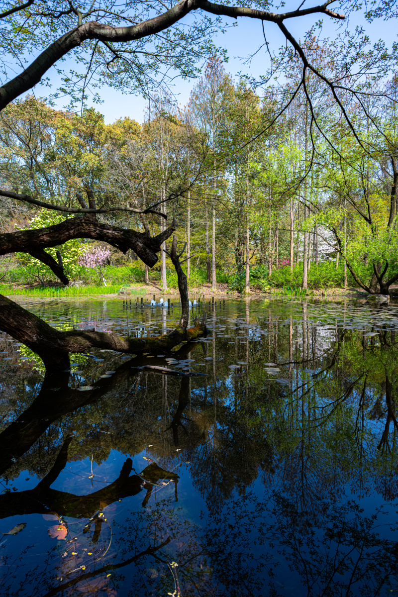 上海共青森林公园.丛林秘境.春色无边.盈湖倒影 - 梦未止梦dreamcont 