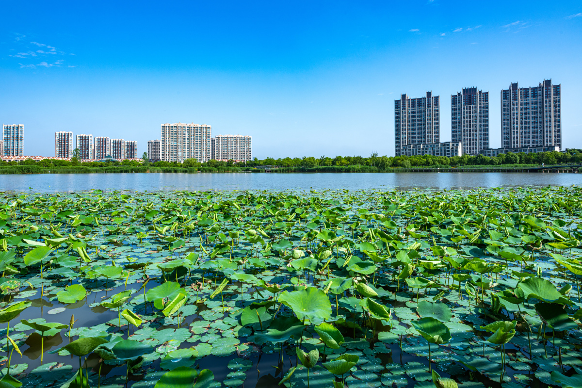 上海嘉定南翔陈翔留云湖湿地公园景观