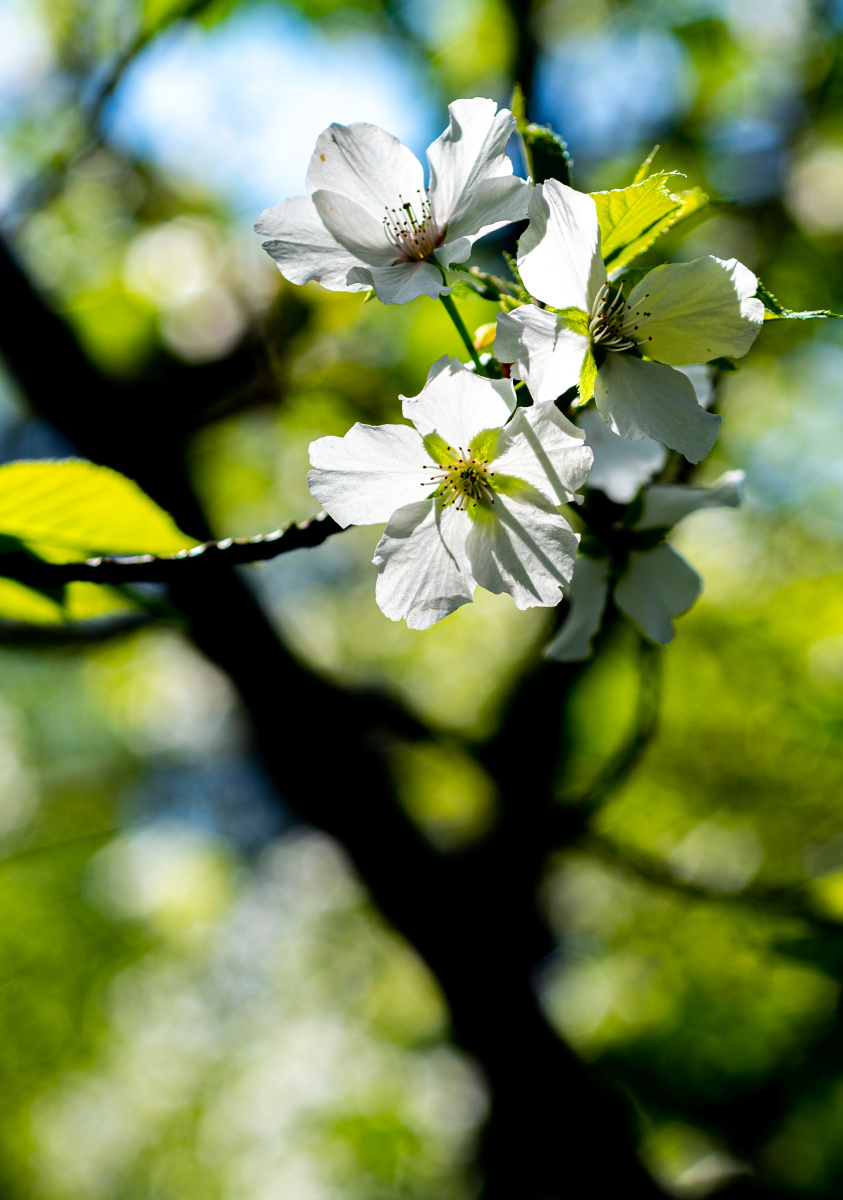 春天梨花开上海中山公园