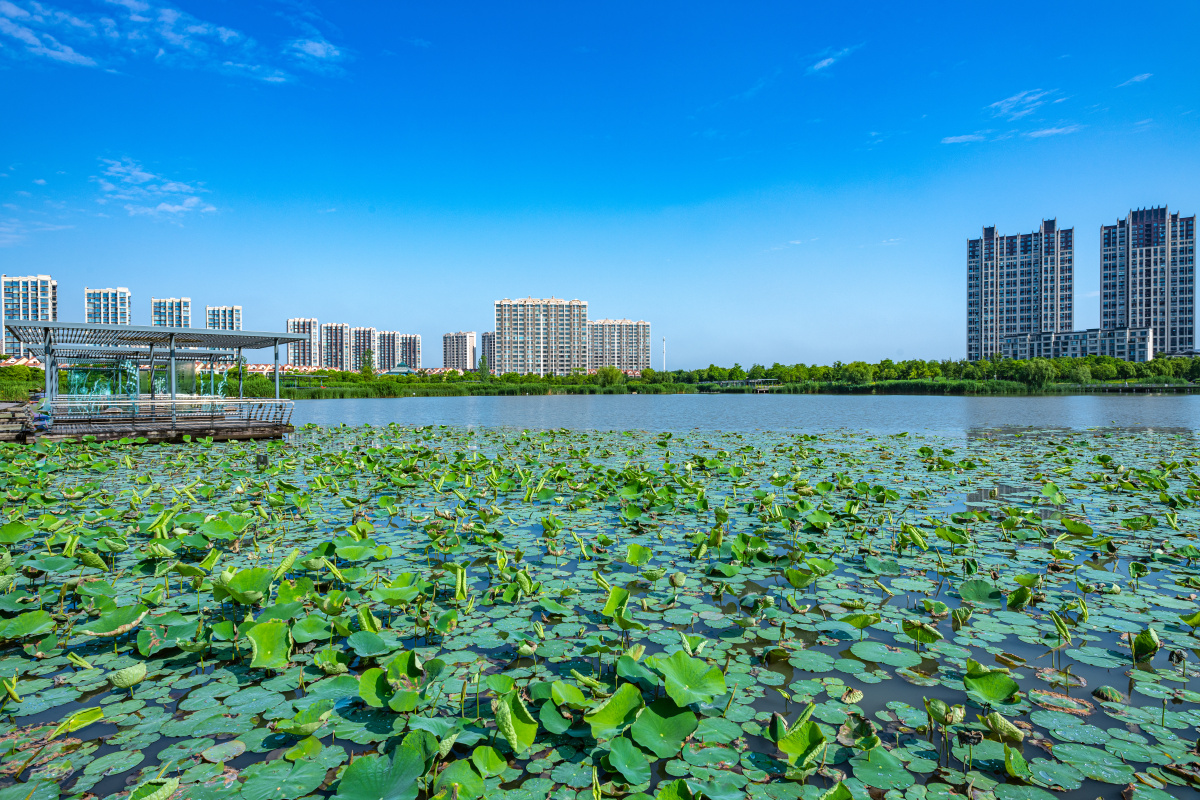 上海嘉定南翔陈翔留云湖湿地公园景观