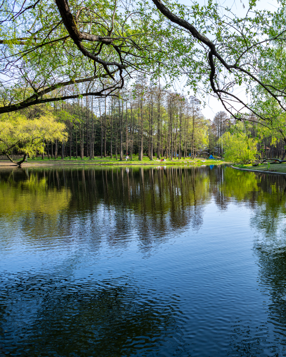 上海共青森林公园丛林秘境春色无边盈湖倒影