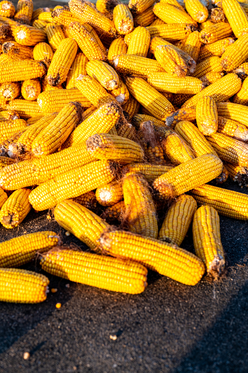 秋天的果实玉米棒子