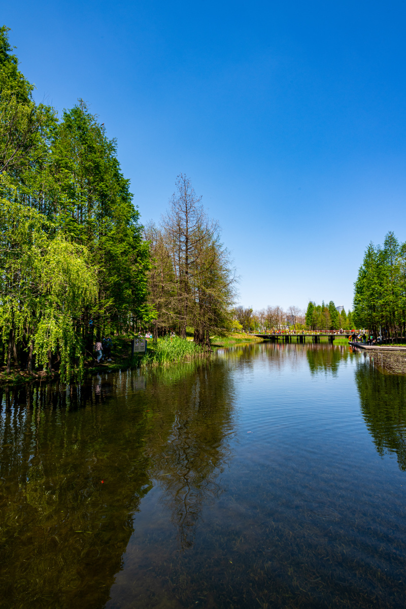 上海浦东后滩湿地公园春色