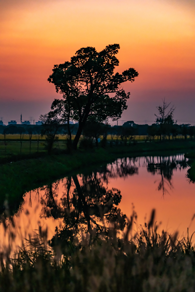 黄昏晚霞中的一棵树