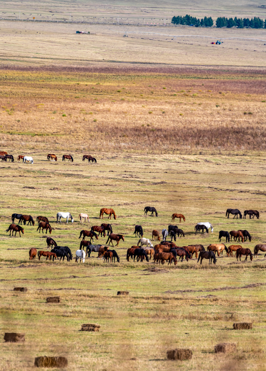 乌兰布统草原秋韵乌兰布统秋天草原上的马群