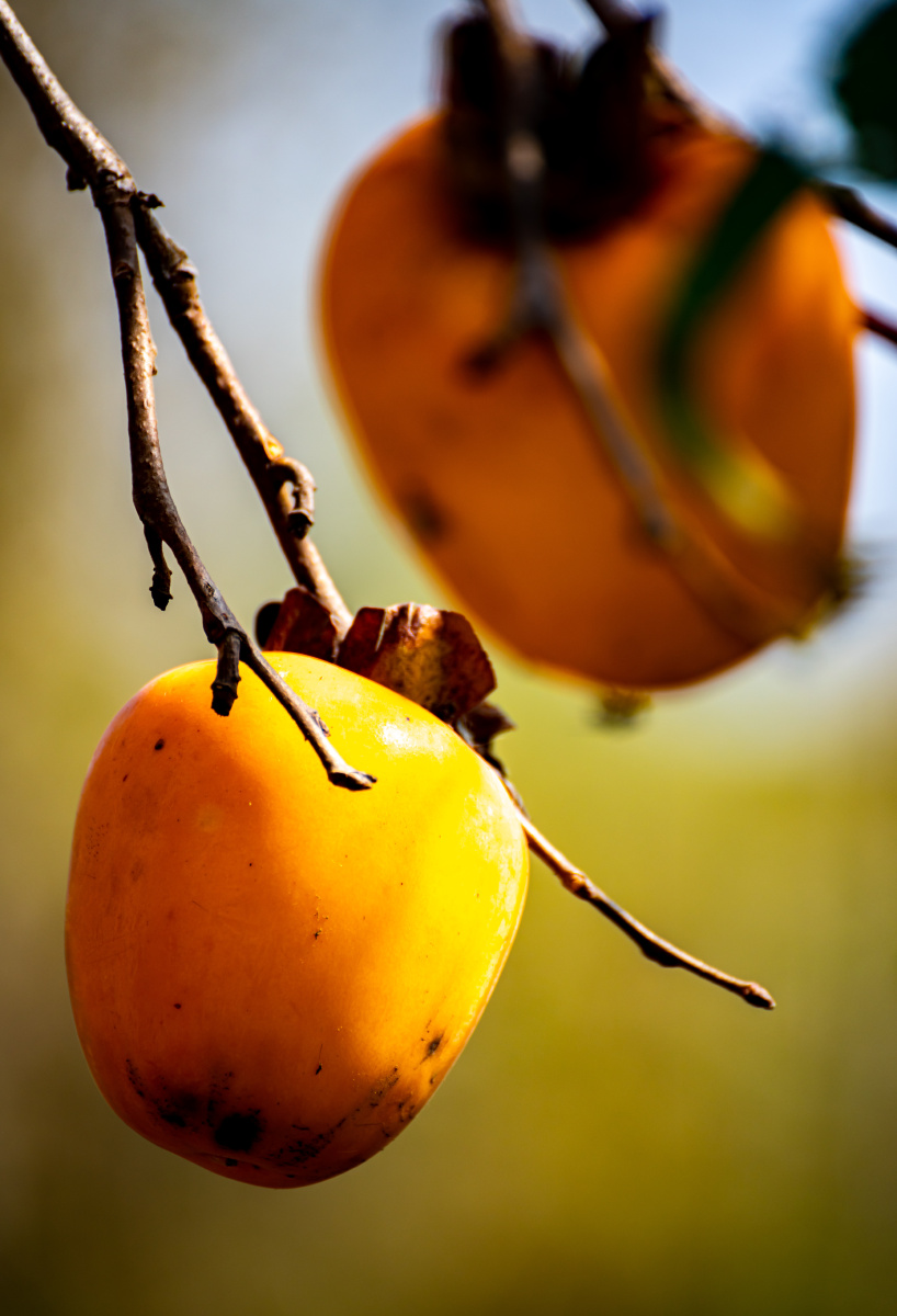 秋天挂在树枝上的柿子柿柿如意