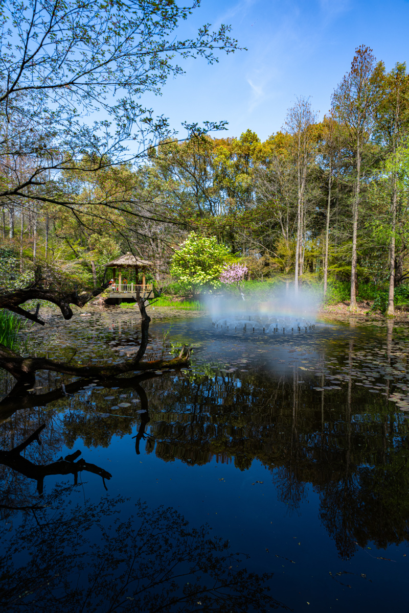 上海共青森林公园.丛林秘境.春色无边.盈湖倒影 - 梦未止梦dreamcont 