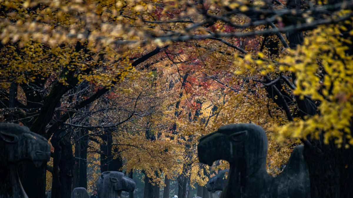 南京明孝陵石象路神道秋色景观