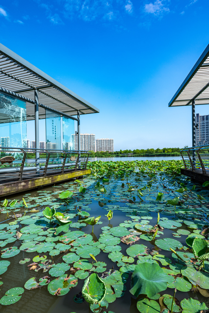 上海嘉定南翔陈翔留云湖湿地公园景观