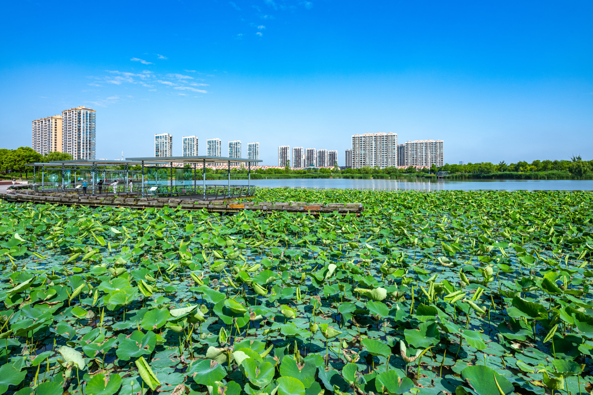 上海嘉定南翔陈翔留云湖湿地公园景观