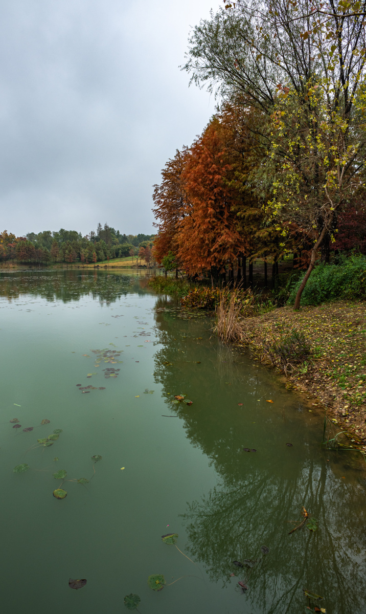 冬日雨中的南京明孝陵燕雀湖