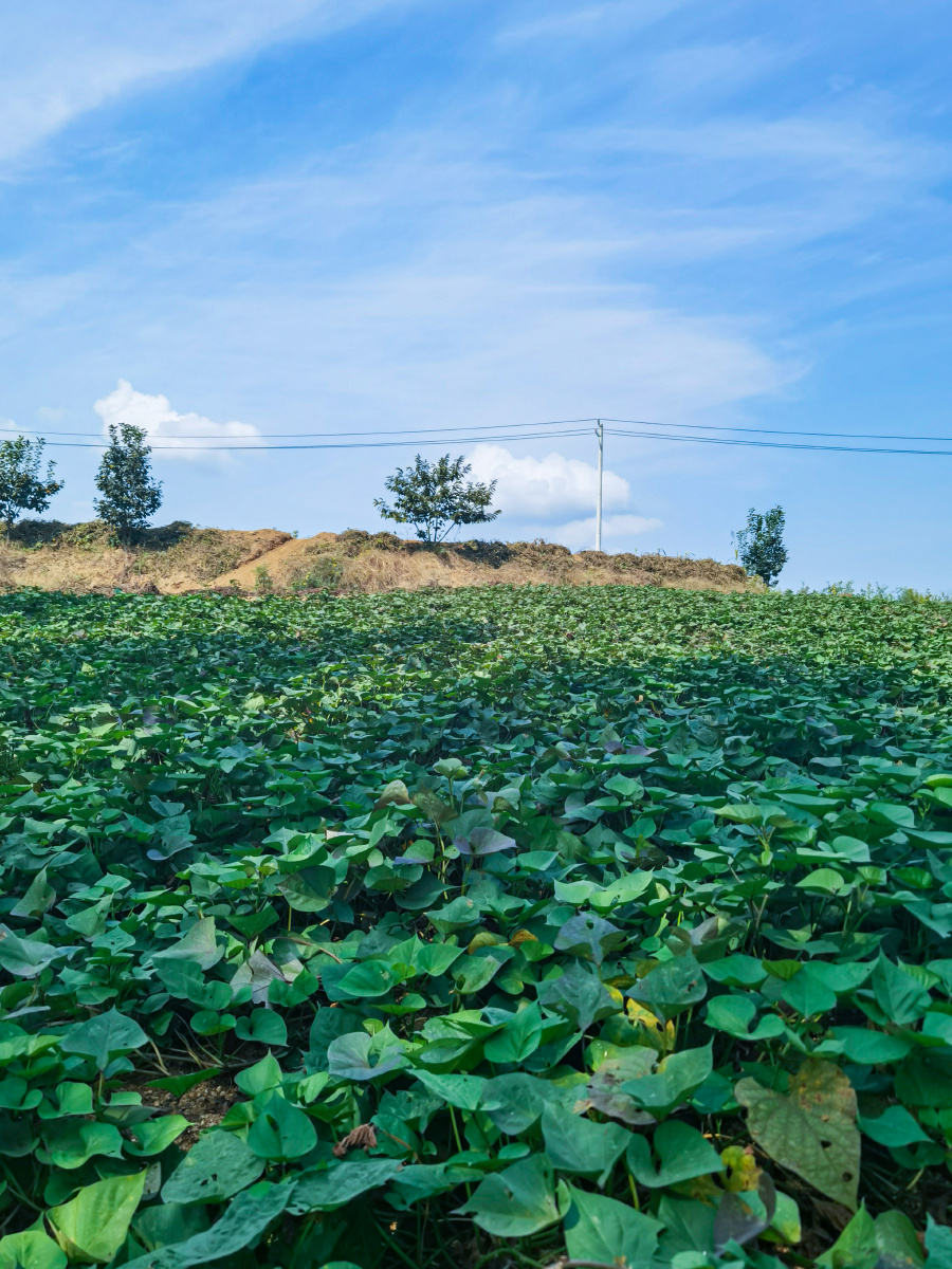 红薯地瓜田地
