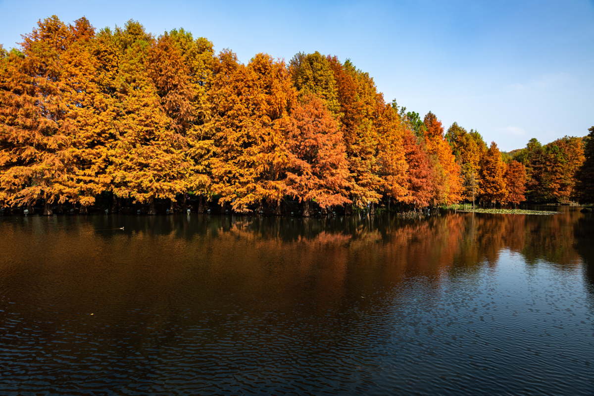 南京燕雀湖水杉景观