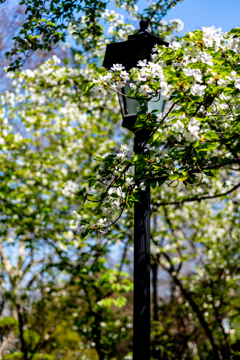 春天梨花开上海中山公园