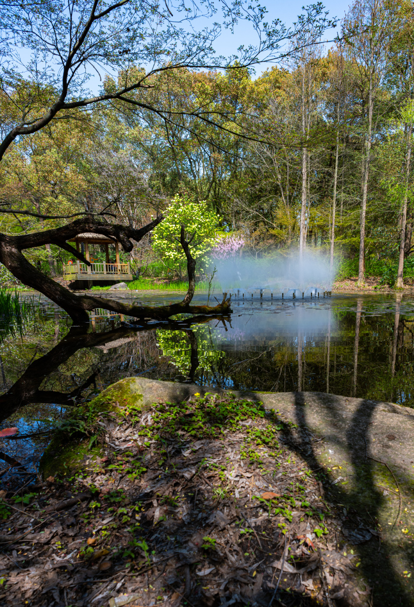 上海共青森林公园.丛林秘境.春色无边.盈湖倒影 - 梦未止梦dreamcont 