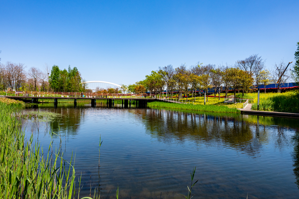 上海浦东后滩湿地公园春色