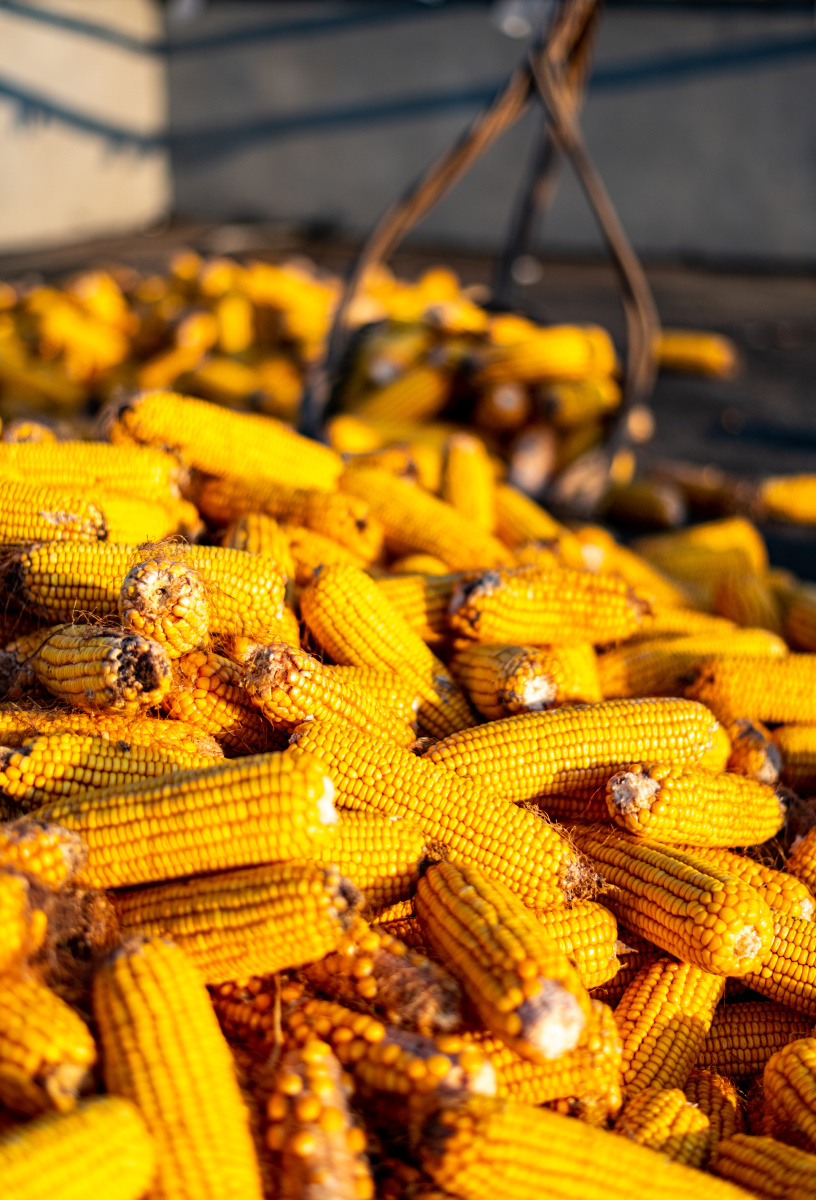 秋天的果实玉米棒子