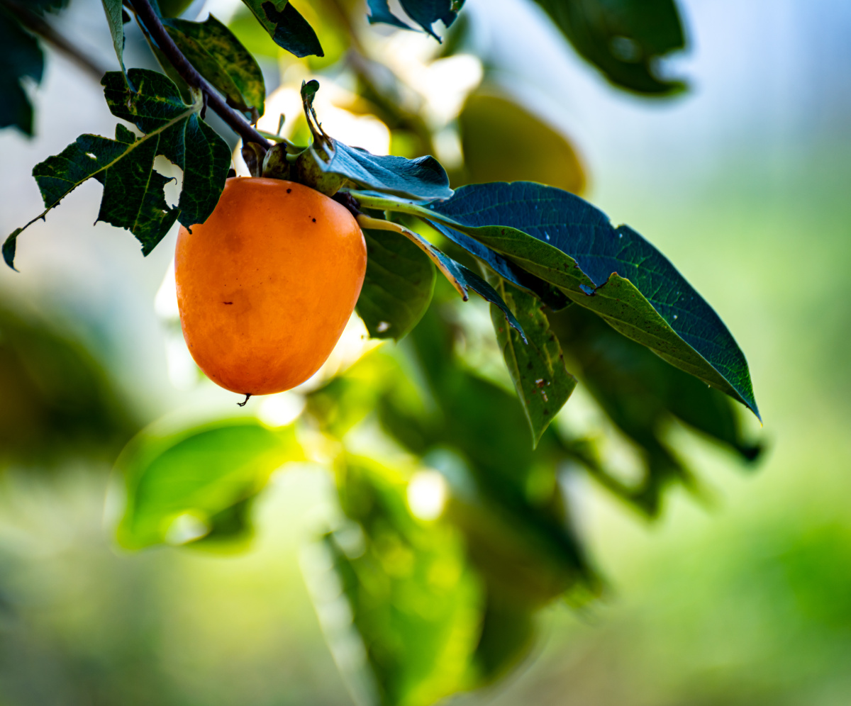 秋天挂在树枝上的柿子柿柿如意