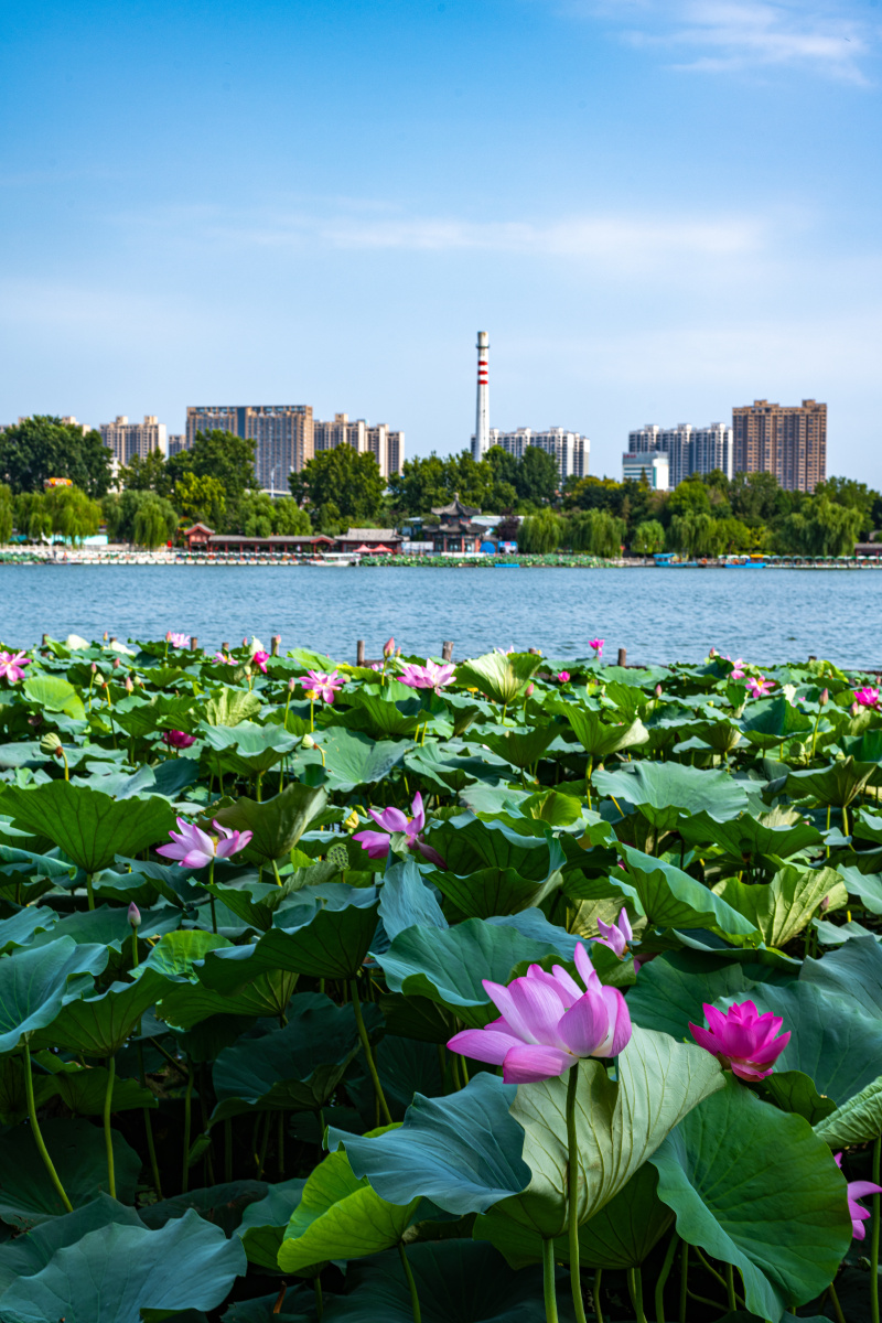 济南大明湖风景区荷花莲花绿地中心建筑风光