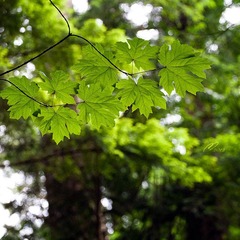 leaf.jpg