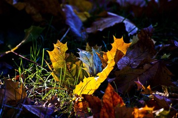 IMG_8045.jpg
