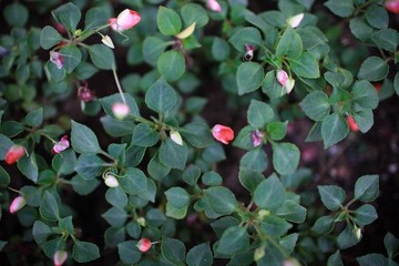 ALBA CAFE前的小花坛