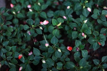 ALBA CAFE 前的小花坛