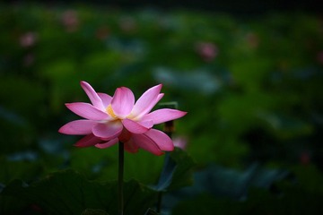 IMG_2464