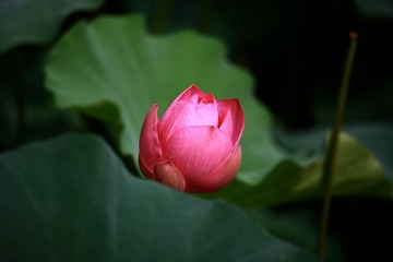IMG_2458