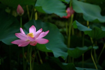 IMG_2455