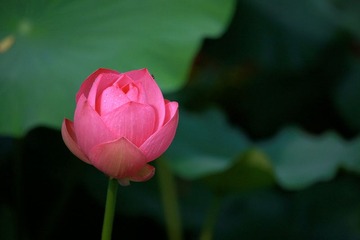 IMG_2453