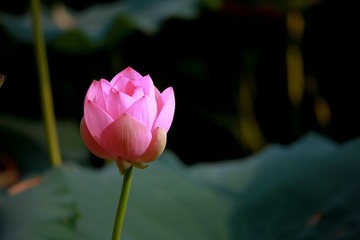 IMG_2396