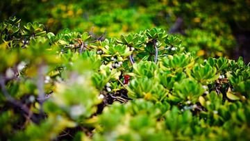 USA_MG_08343-Edit-2.JPG