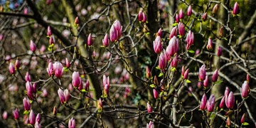 120331_MG_1494-Edit.JPG