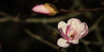 120331_MG_1516-Edit.JPG