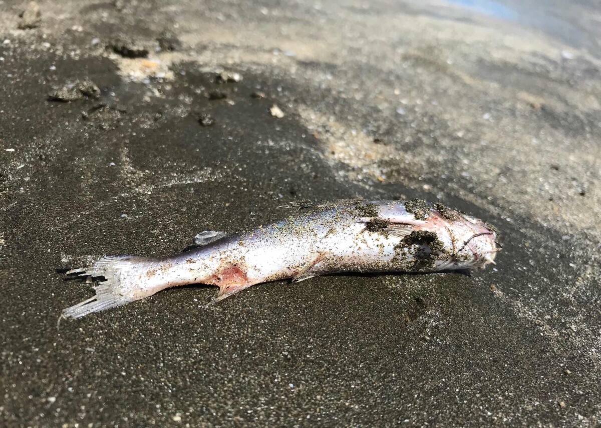 去死皮鱼怎么卖,鱼怎么卖出去