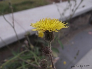 路过的小黄花