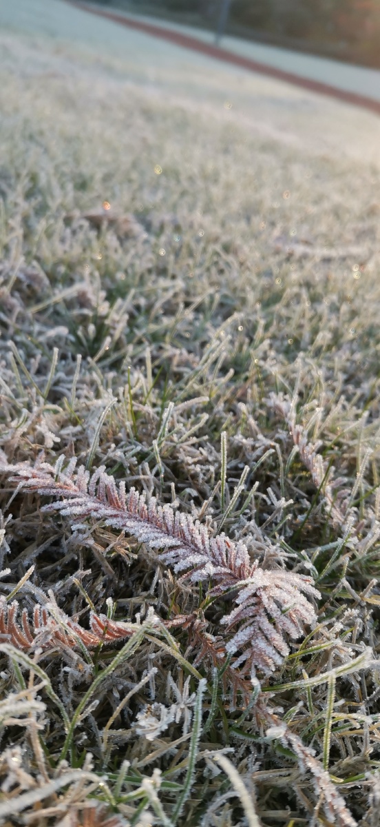 天气预报的温度比昨天还高一度,昨天只是露水,今天那么厚的霜98