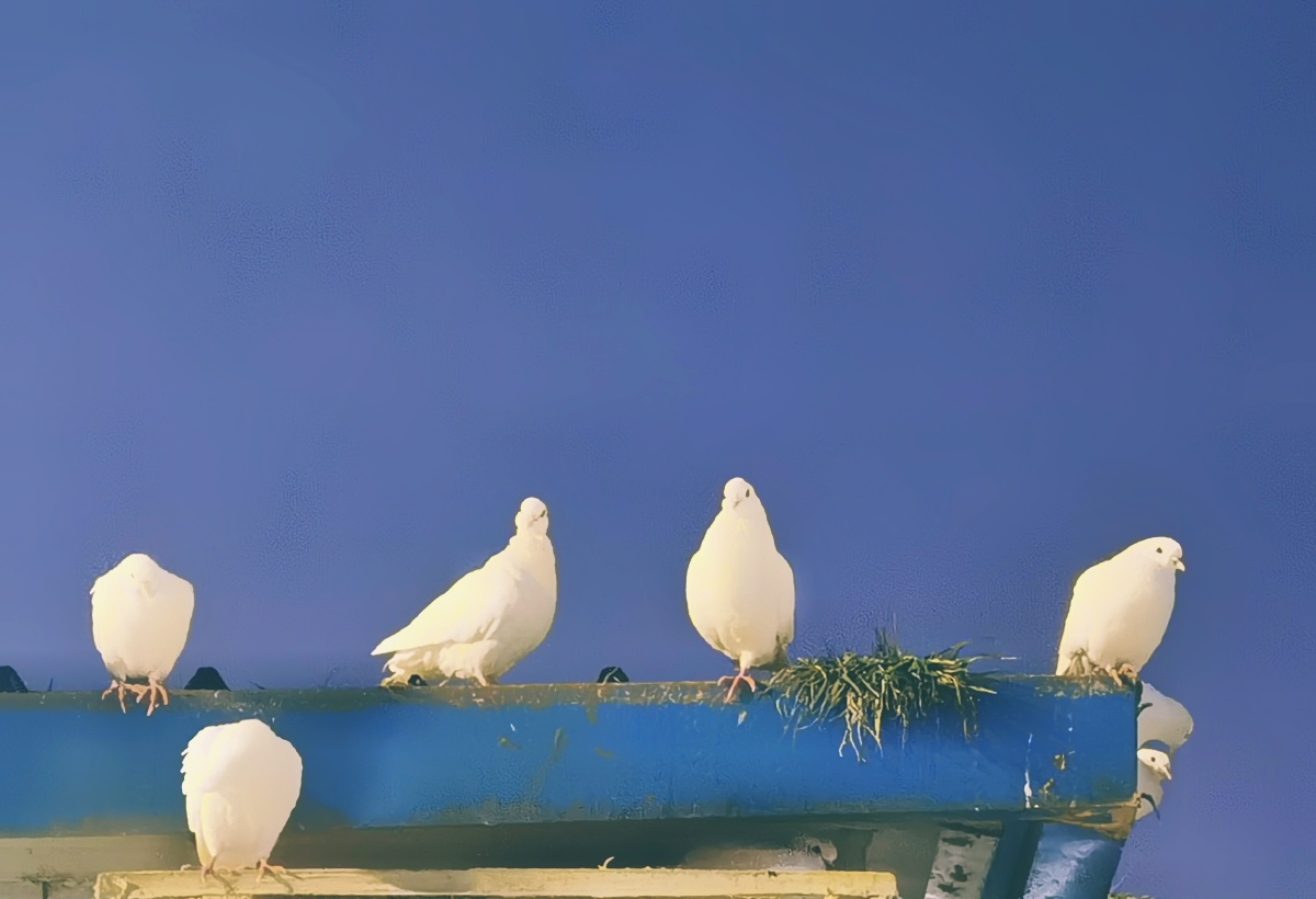 归巢的鸽子