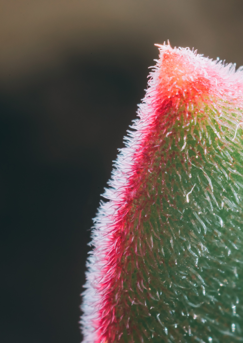 植物的微观世界