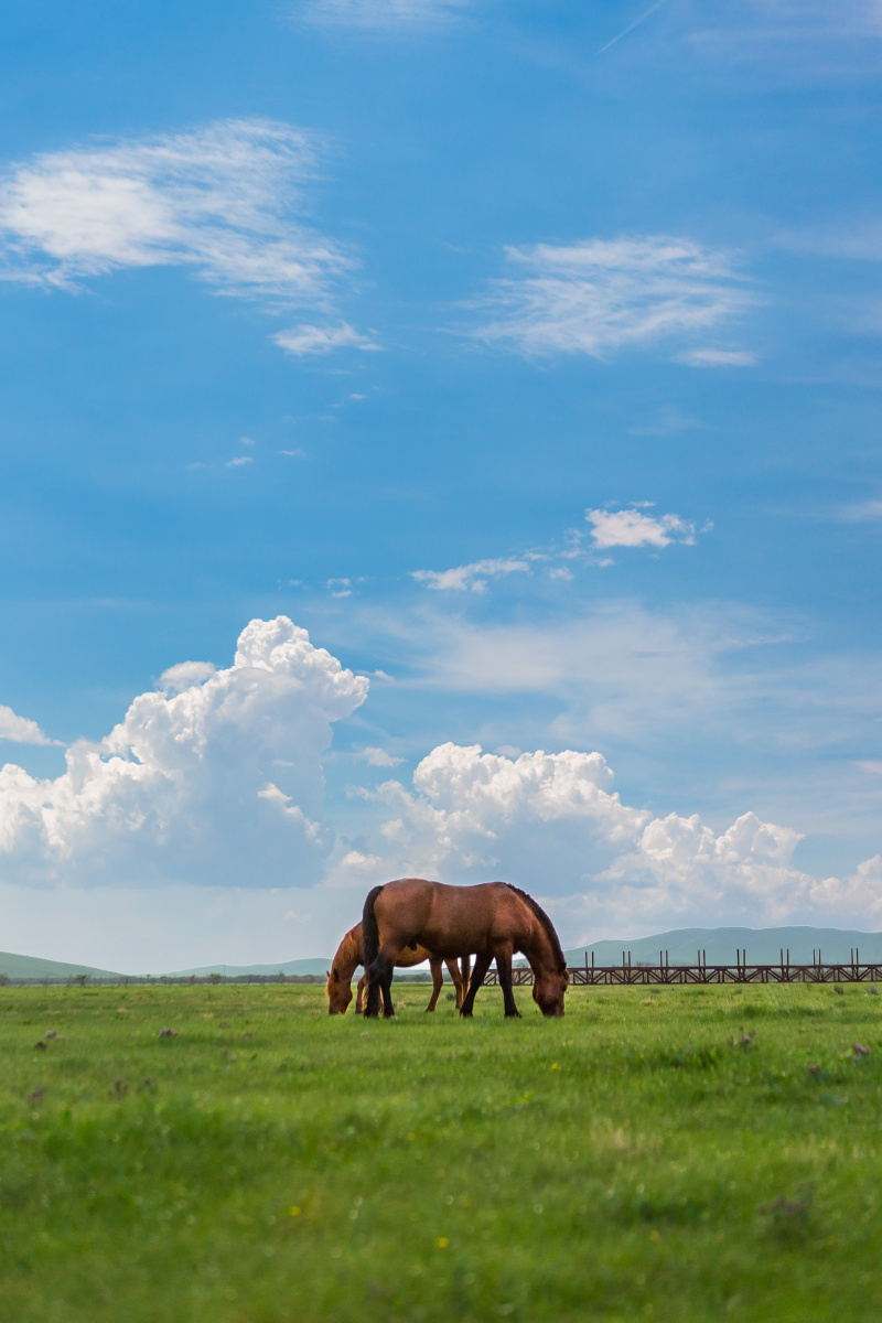 草原上的蒙古马