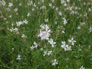 大师园广场的小花